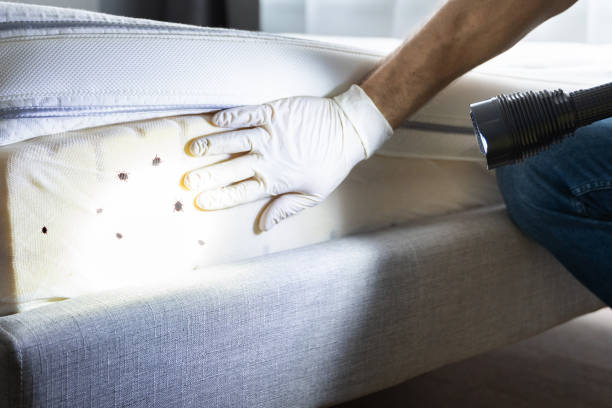 Professional Pest Control in Noroton Heights, CT